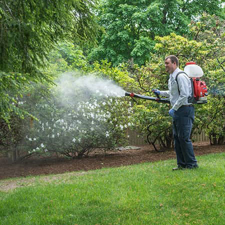 mosquito spraying