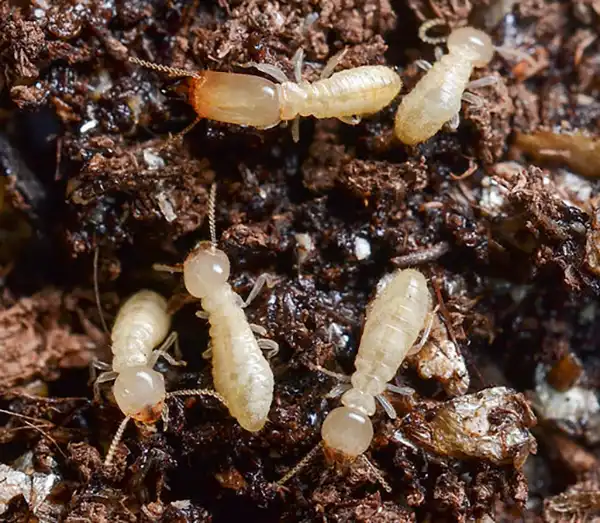 closeup of worker termites